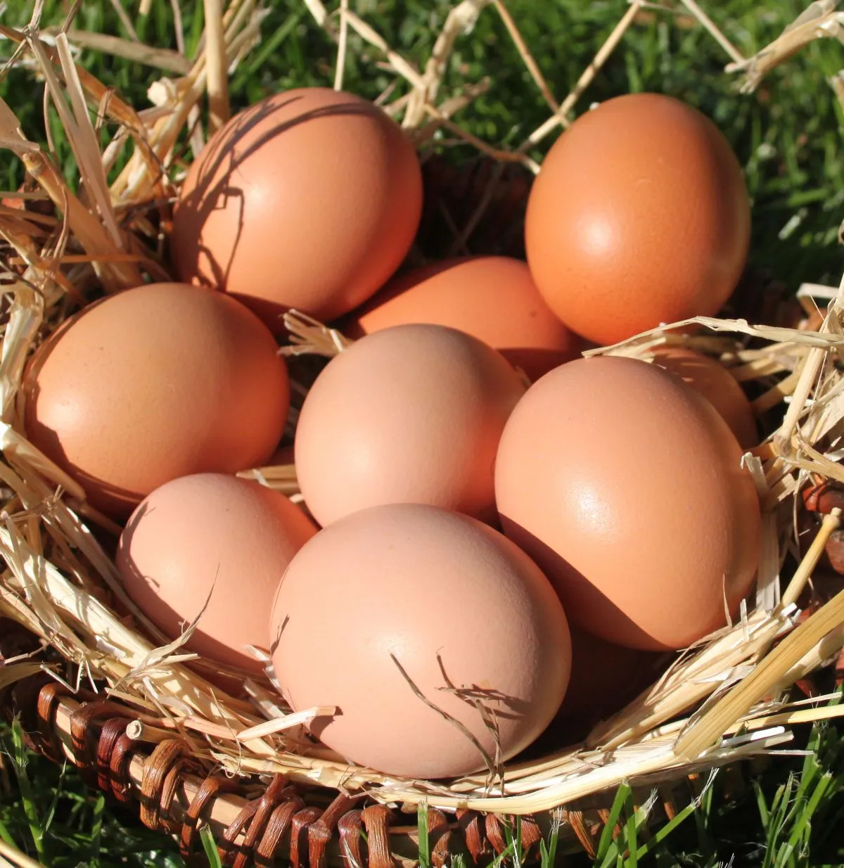 Fertilized Goliath Chicken Eggs