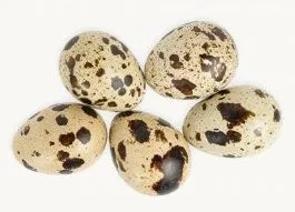 Quail eggs
