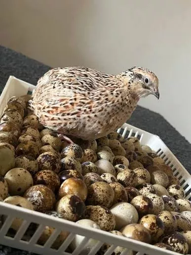 Produit Œufs de caille fécondés / OAC de caille Image