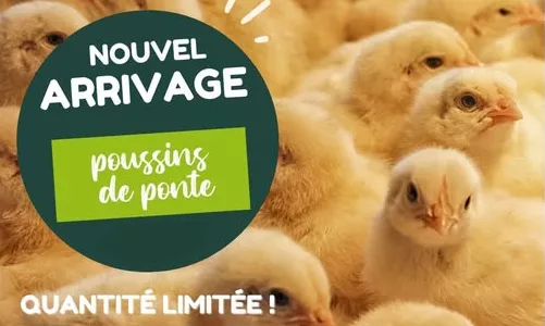Nouvel arrivage poussins de ponte